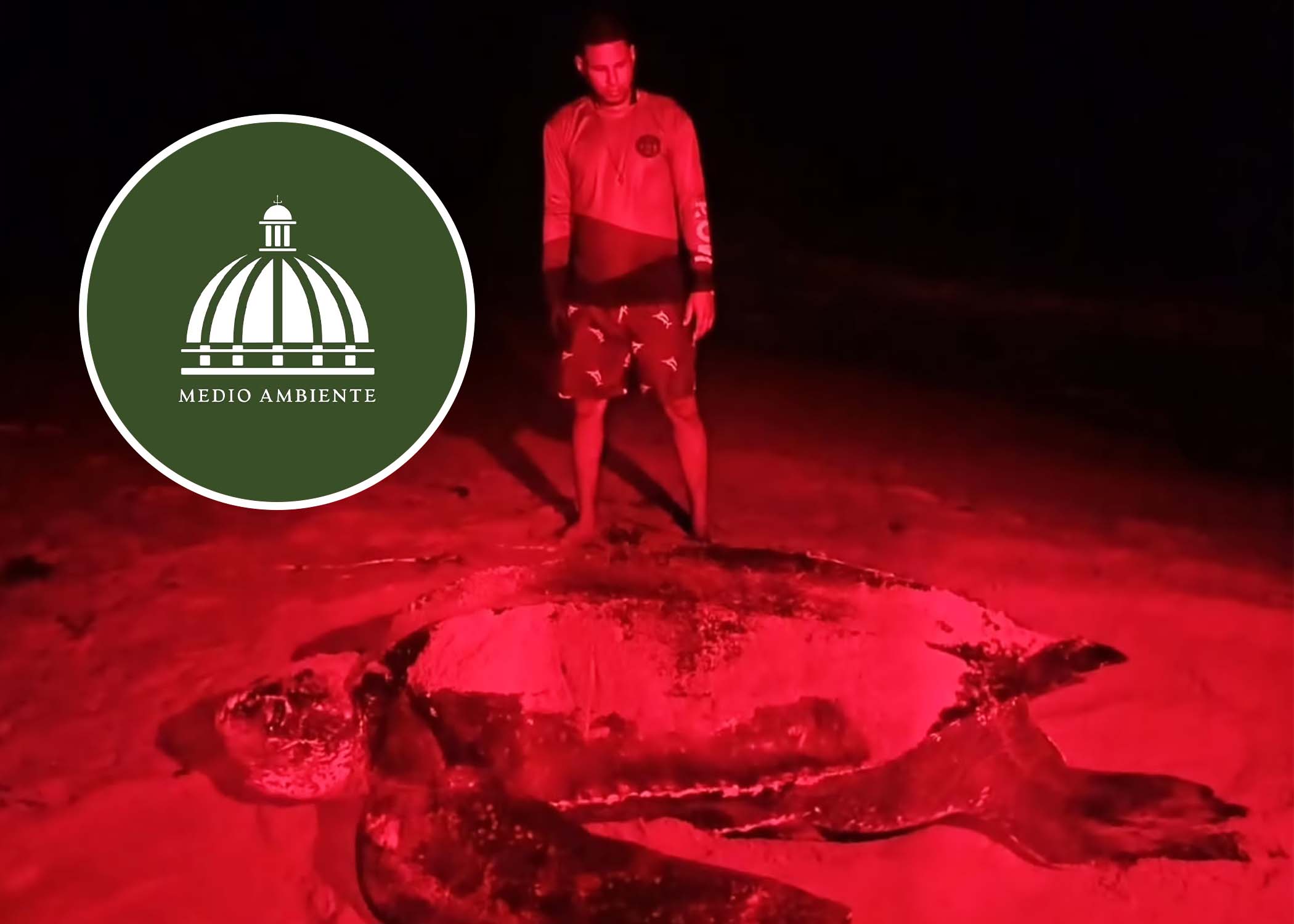 El Ministerio de Medio Ambiente implementa plan para preservar la tortuga marina en Pedernales