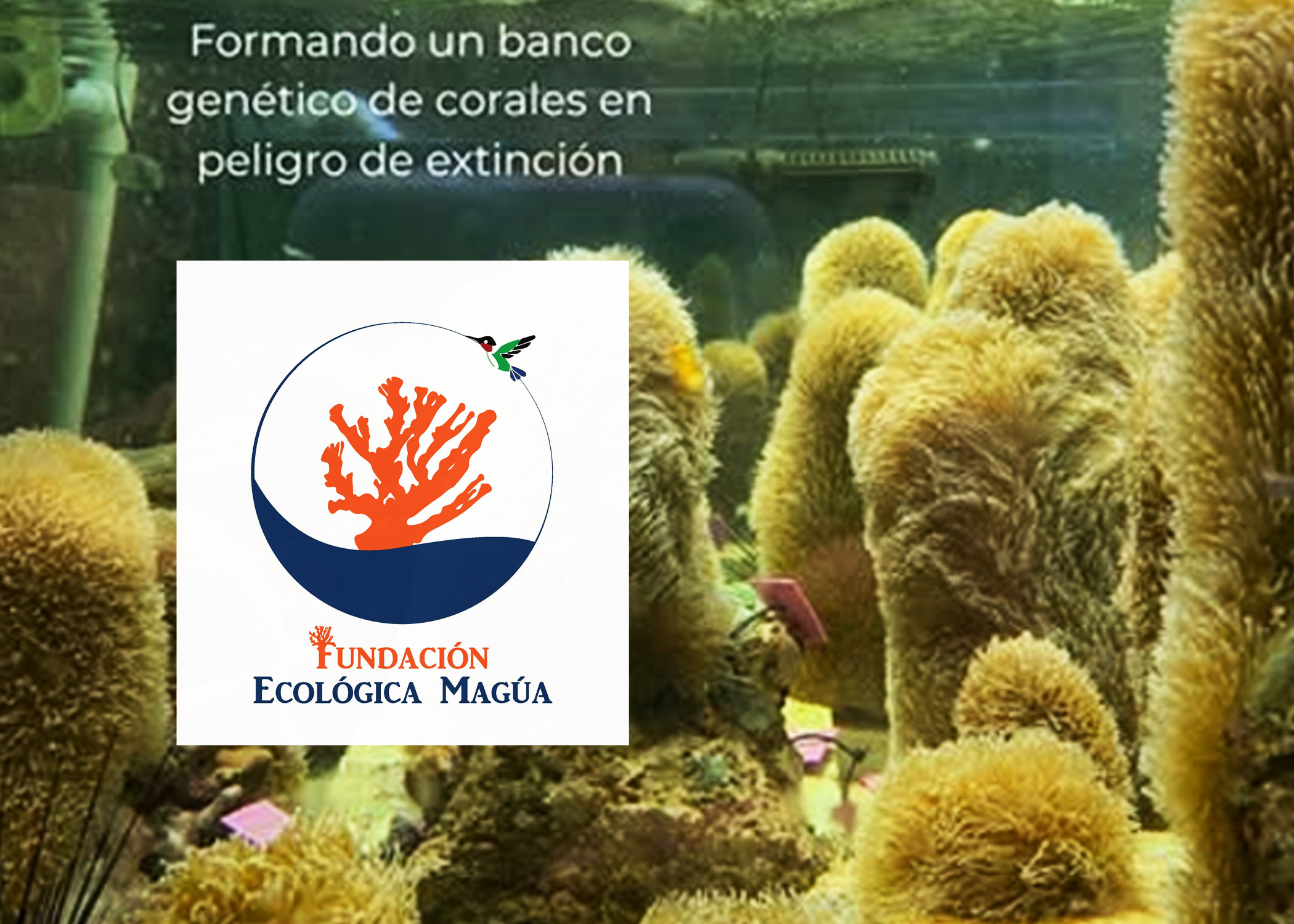 Fundación Ecológica Maguá impulsa la “Misión Unicornio Marino” para rescatar el coral pilar y otras especies de la extinción en República Dominicana.