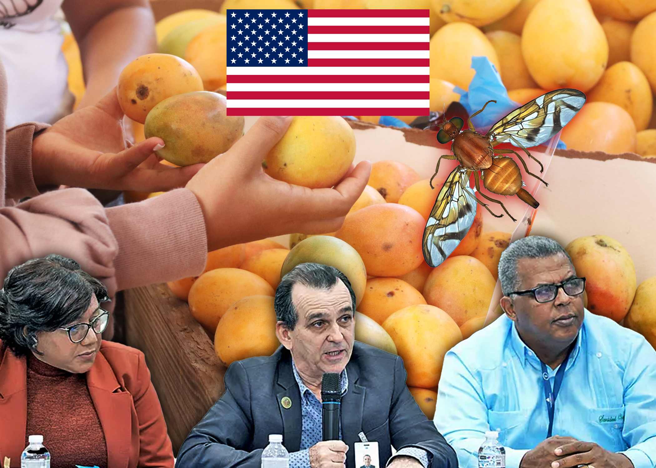 El ministerio de agricultura tomará medidas fitosanitarias después de que Estados unidos suspendiera la importación de mangos dominicanos