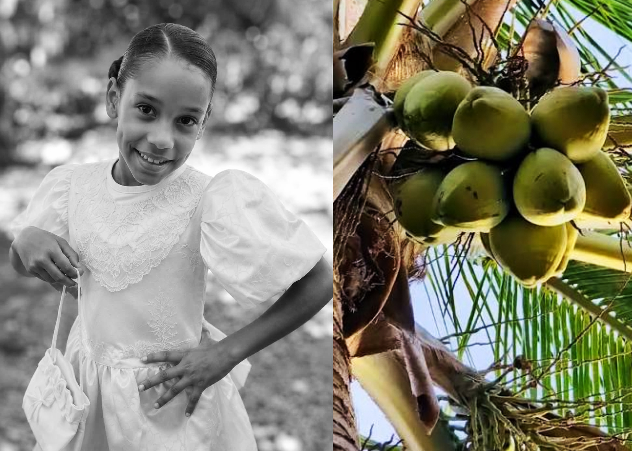 Niña muere tras ser impactada  por una mata de coco durante  labores agrícolas en Nagua