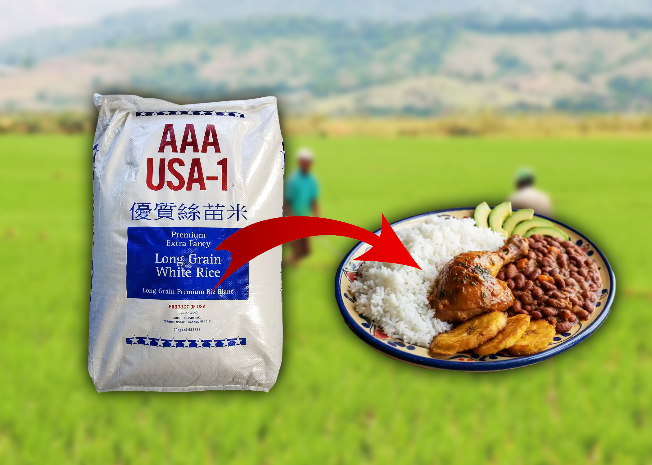 Estados Unidos consideró necesario  que el Gobierno dominicano derogue  Decreto que establece aranceles  para proteger la producción de  arroz en República Dominicana