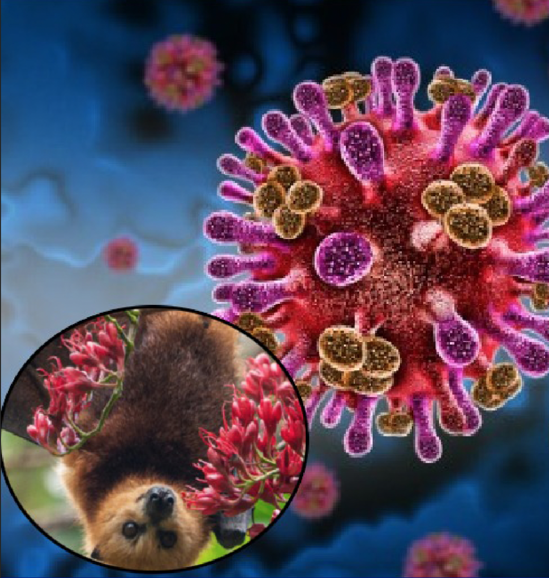 OMS evalúa brote de virus NIPAH en India y activa alerta epidemiológica